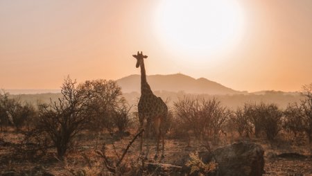 Hoe de gokindustrie in Zuid-Afrika een banenmotor wordt