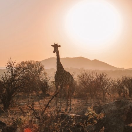 Hoe de gokindustrie in Zuid-Afrika een banenmotor wordt