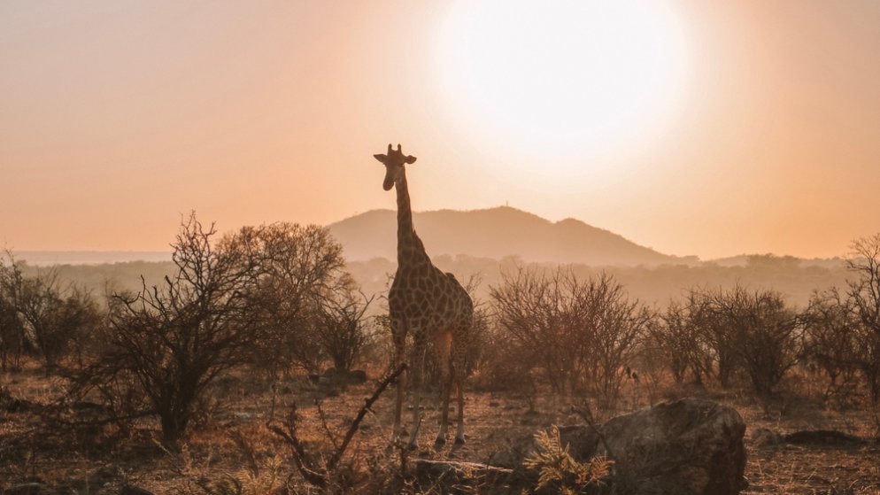 Hoe de gokindustrie in Zuid-Afrika een banenmotor wordt